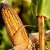 México sigue en la batalla contra EEUU por el maíz transgénico; AMLO propone dictamen de salud