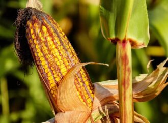 México sigue en la batalla contra EEUU por el maíz transgénico; AMLO propone dictamen de salud