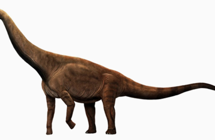 <strong>Descubren fósiles de dinosaurio del Jurásico en la provincia china de Hubei</strong>