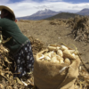 <strong>El Gobierno de México otorgará fertilizante gratuito a 2 millones de productores</strong>