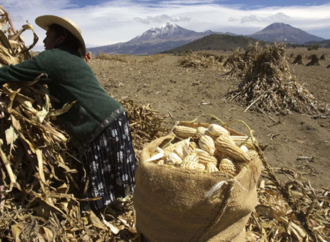 <strong>El Gobierno de México otorgará fertilizante gratuito a 2 millones de productores</strong>