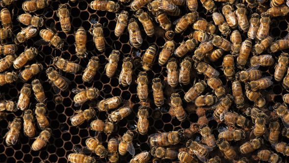 <strong>EE.UU. aprueba el uso de la primera vacuna para abejas en el mundo</strong>