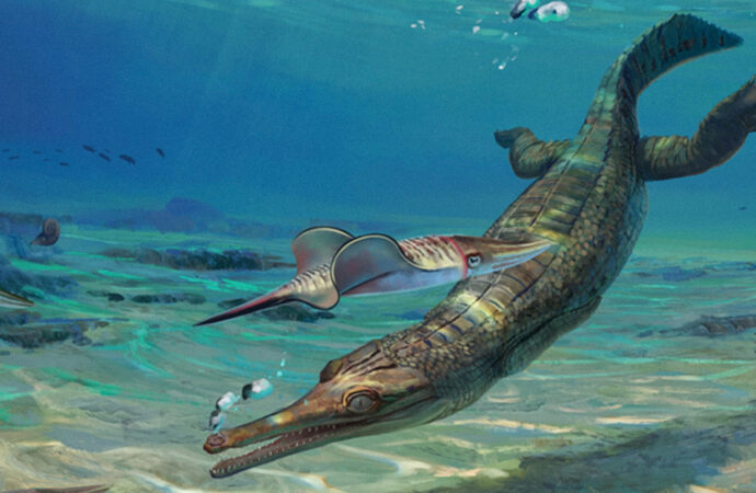 <strong>Descubren un ancestro de los cocodrilos que vivía en el mar hace 185 millones de años</strong>