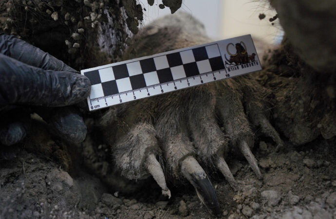 <strong>Practican una autopsia a un oso de 3.460 años de antigüedad, “un hallazgo sin parangón en el mundo”</strong>