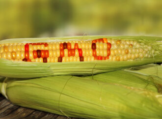 <strong>Un nuevo decreto en México busca relajar las medidas sobre el maíz transgénico: ¿qué cambios hay?</strong>