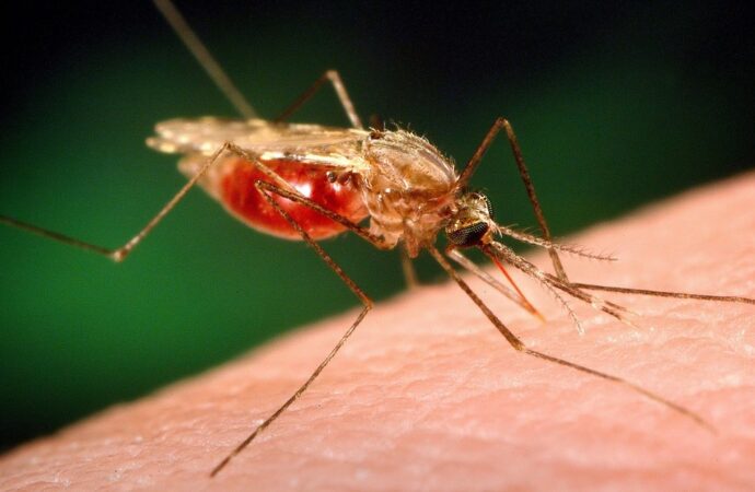 <strong>Así contribuye el cambio climático en la propagación de la malaria por África</strong>