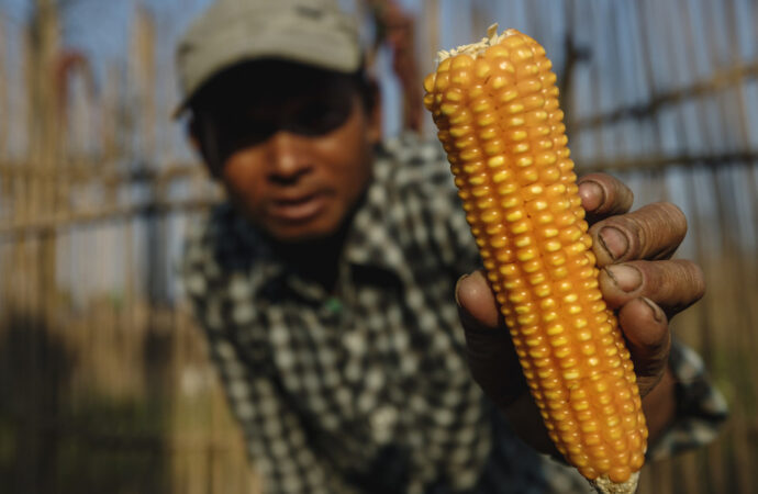 <strong>¿Monsanto impone su ley? EE.UU. escala la disputa con México por el maíz transgénico</strong>