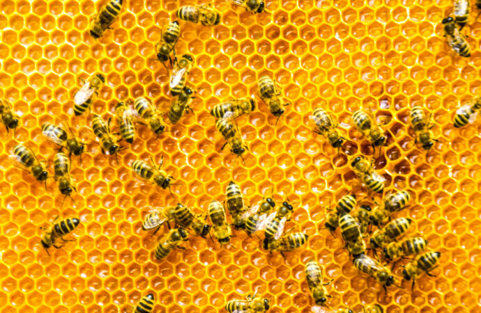 <strong>Descubren cómo las abejas aprenden y perfeccionan la intrincada danza con la que se comunican</strong>