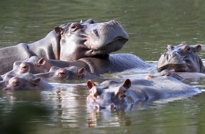 <strong>El ‘viaje’ de 70 hipopótamos de Pablo Escobar a México y a la India costará unos 3,5 millones de dólares</strong>
