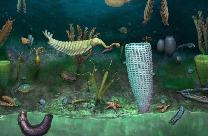 <strong>Descubren un ‘mundo enano marino’ que tiene más de 460 millones de años</strong>