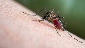 <strong>Rusia y Nicaragua crean una vacuna contra el dengue</strong>