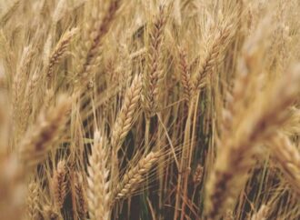 <strong>Cinco países de la UE piden extender la prohibición de importar granos de Ucrania</strong>