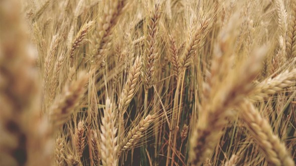 <strong>Cinco países de la UE piden extender la prohibición de importar granos de Ucrania</strong>