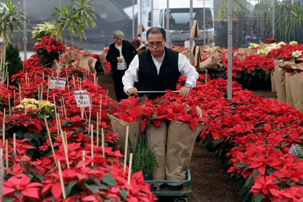 Flor de nochebuena: historia, simbolismo y por qué se celebra su día nacional cada 8 de diciembre en México